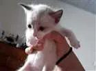 Gato raça vira-lata idade Abaixo de 2 meses nome indefinido