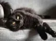Mimi