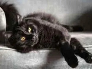 Gato raça mestiça angora idade 2 anos nome Mimi