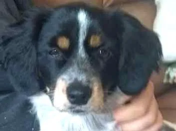 Cachorro ra a Indefinida idade 2 a 6 meses nome Sem nome