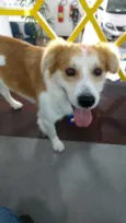 Batuta