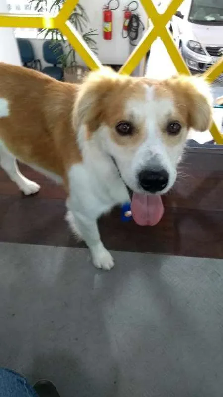Cachorro ra a SRD idade 2 anos nome Batuta