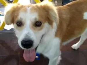 Cachorro raça SRD idade 2 anos nome Batuta