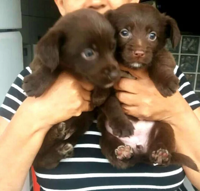 Cachorro ra a  idade 2 a 6 meses nome Filhotes Mônica 