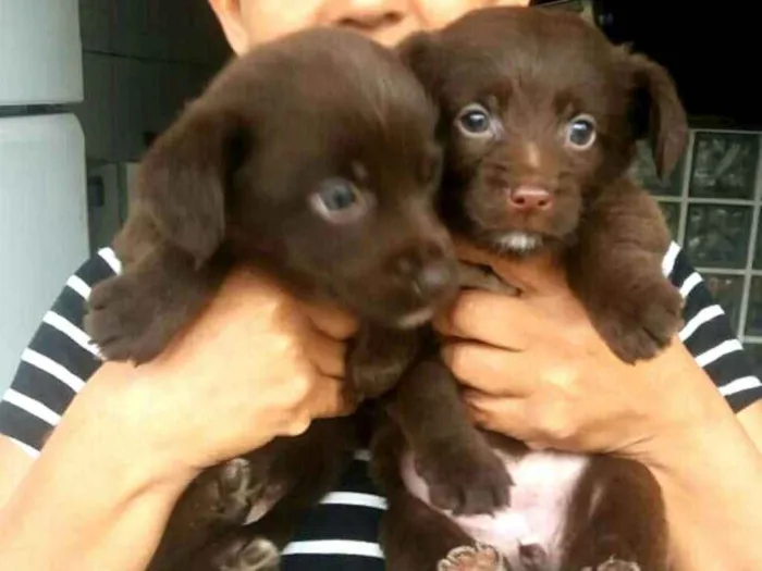 Cachorro ra a  idade 2 a 6 meses nome Filhotes Mônica 