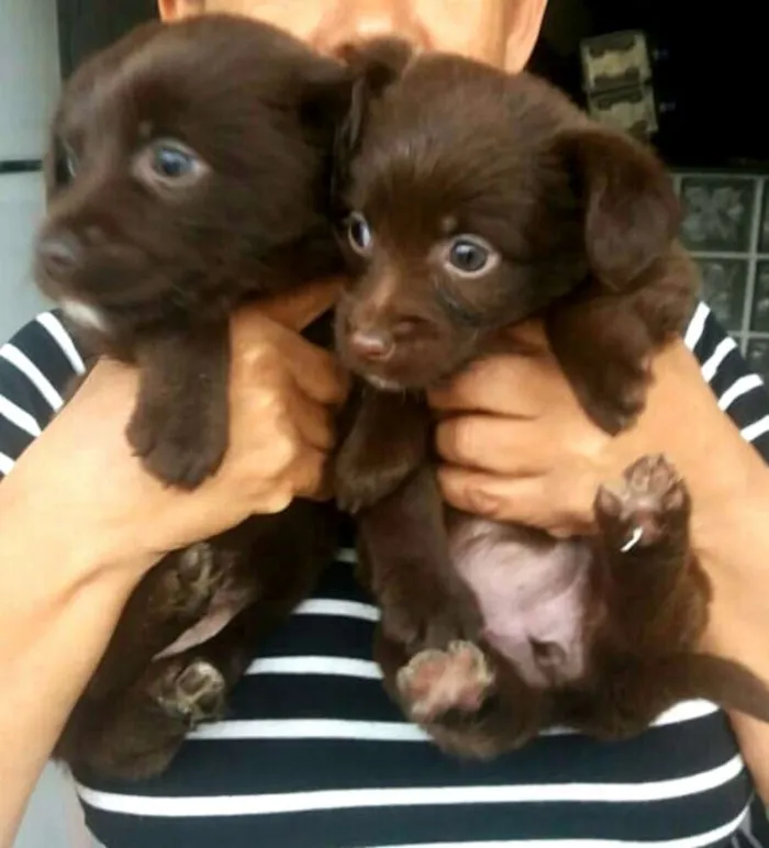 Cachorro ra a  idade 2 a 6 meses nome Filhotes Mônica 