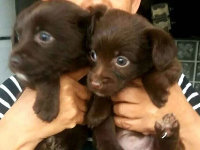 Cachorro ra a  idade 2 a 6 meses nome Filhotes Mônica 