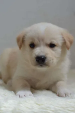 Cachorro raça  idade Abaixo de 2 meses nome Filhotes Monique