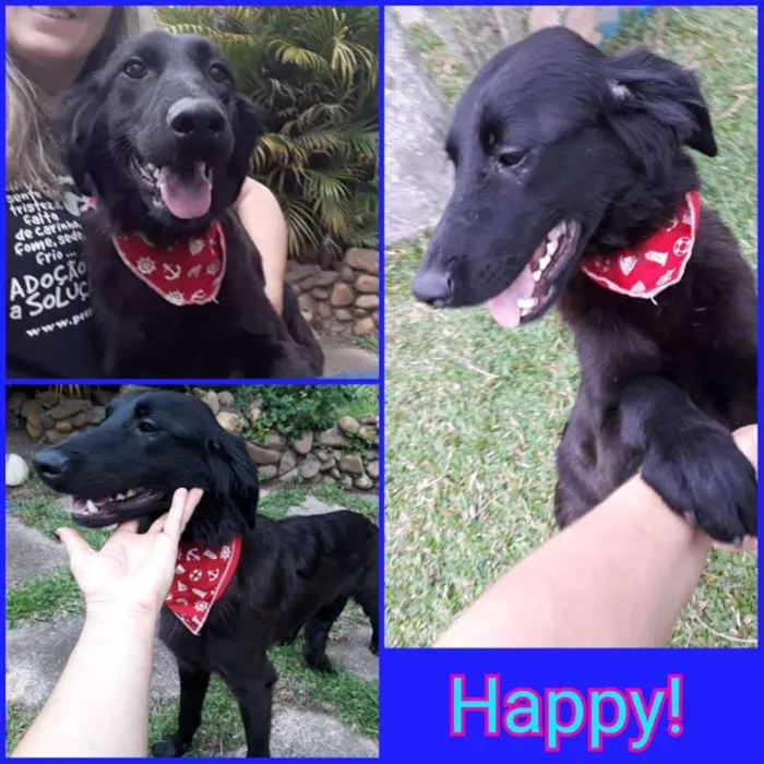 Cachorro raça SRD idade 1 ano nome Happy