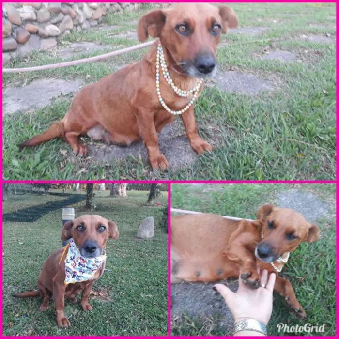 Cachorro raça SRD idade 3 anos nome MARGE