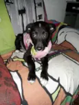 Jujuba