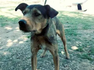 Cachorro raça SRD idade  nome GREG