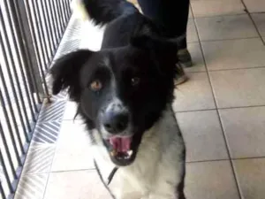 Cachorro raça SRD idade 1 ano nome MESTIÇO BORDER COLLI