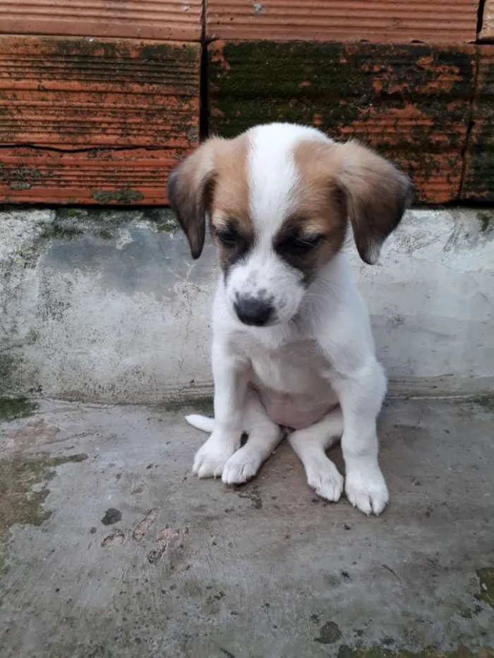 Cachorro ra a Sem raça  idade 2 a 6 meses nome Sem nome