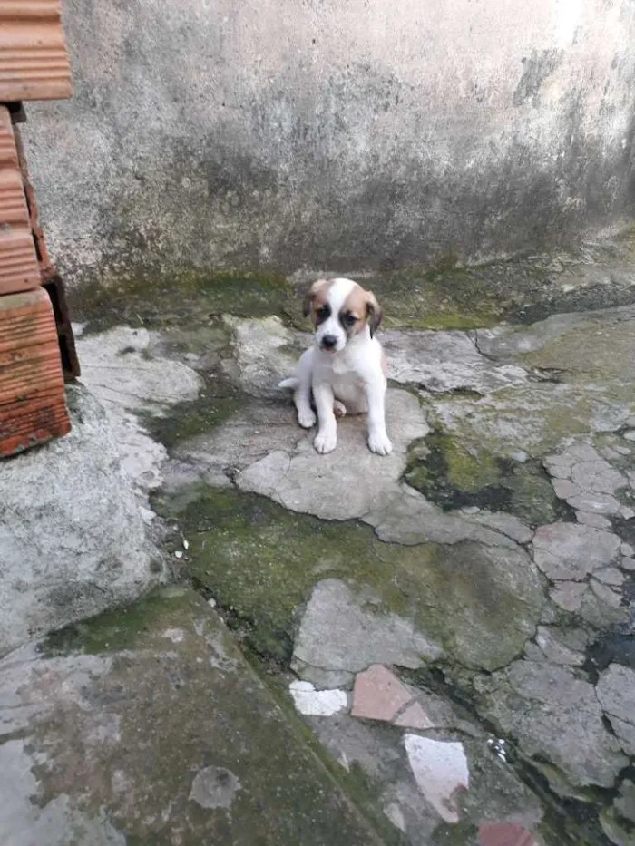 Cachorro ra a Sem raça  idade 2 a 6 meses nome Sem nome