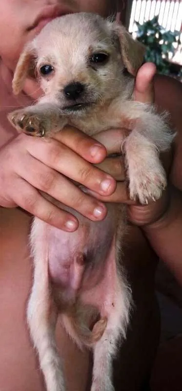 Cachorro ra a SRD idade Abaixo de 2 meses nome Peludinhos