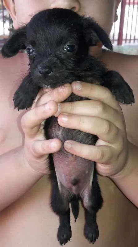 Cachorro ra a SRD idade Abaixo de 2 meses nome Peludinhos