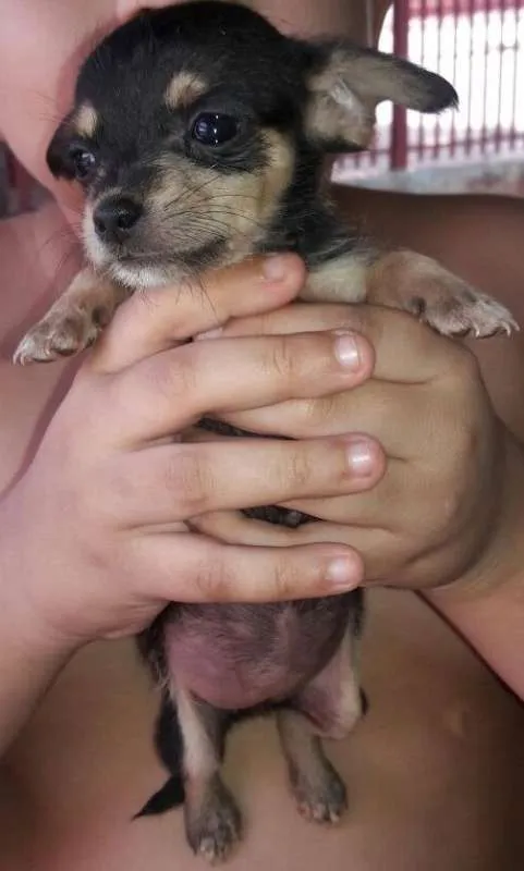 Cachorro ra a SRD idade Abaixo de 2 meses nome Peludinhos