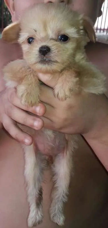 Cachorro ra a SRD idade Abaixo de 2 meses nome Peludinhos