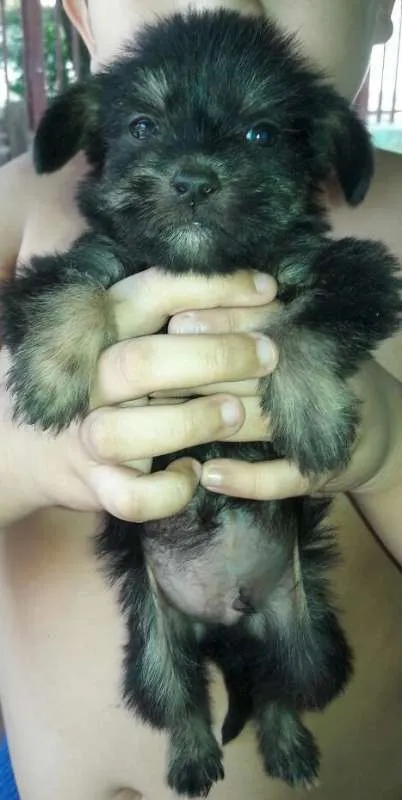 Cachorro ra a SRD idade Abaixo de 2 meses nome Peludinhos