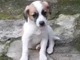 Cachorro ra a Sem raça  idade 2 a 6 meses nome Sem nome