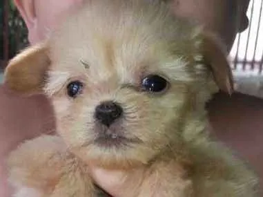 Cachorro ra a SRD idade Abaixo de 2 meses nome Peludinhos