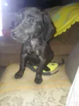 Nitto