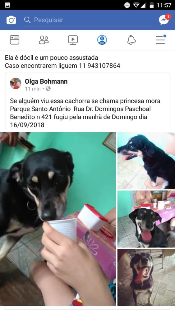 Cachorro ra a Indefinida/Vira-Lata idade 5 anos nome Princesa