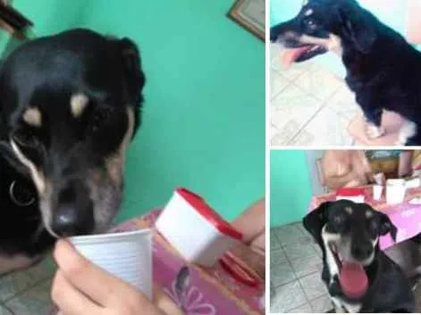 Cachorro ra a Indefinida/Vira-Lata idade 5 anos nome Princesa