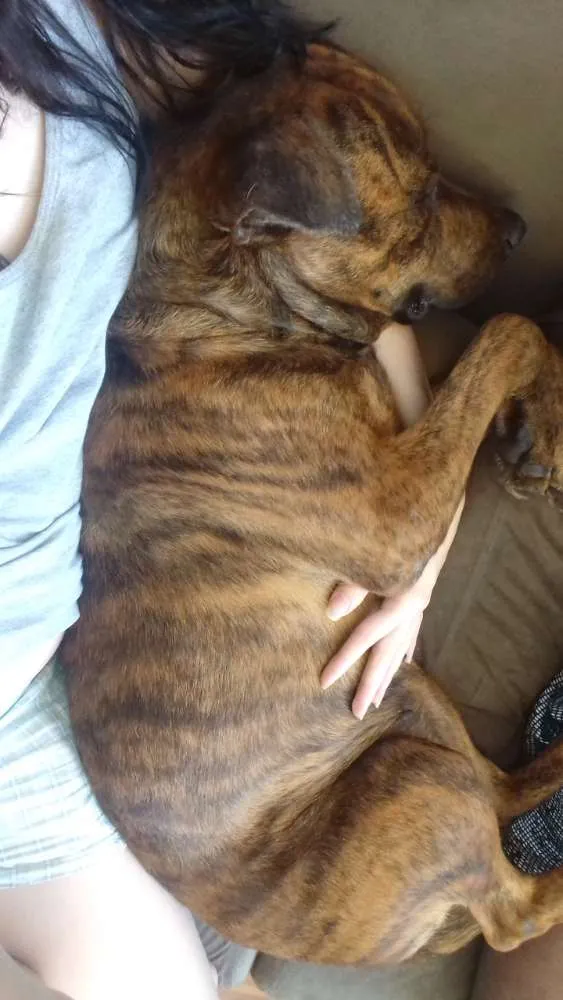 Cachorro ra a SRD idade 2 anos nome Dida