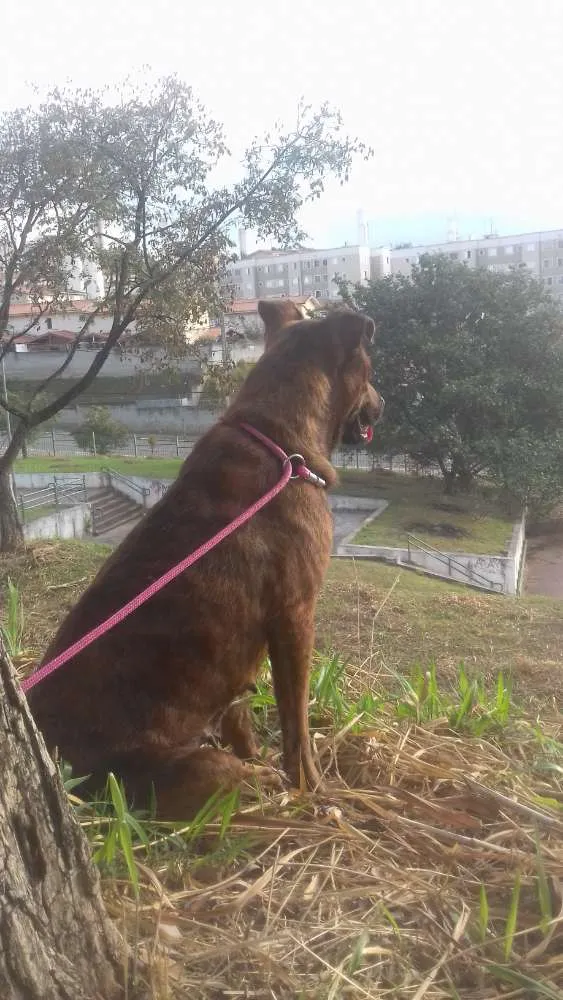 Cachorro ra a SRD idade 2 anos nome Dida