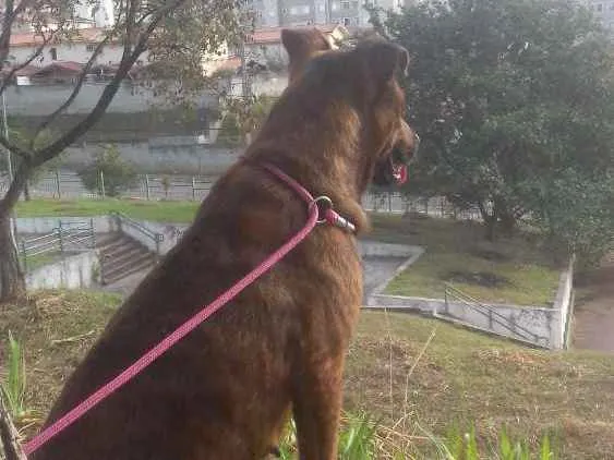 Cachorro ra a SRD idade 2 anos nome Dida
