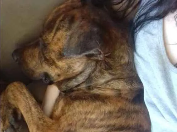 Cachorro ra a SRD idade 2 anos nome Dida