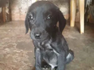 Cachorro raça  idade 2 a 6 meses nome Nitto