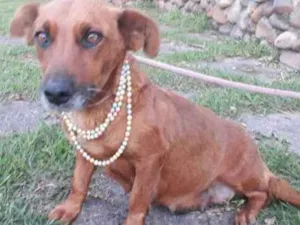 Cachorro raça SRD idade 3 anos nome MARGE