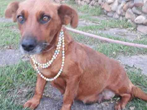 Cachorro raça SRD idade 3 anos nome MARGE