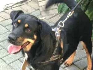 Cachorro raça  idade 2 anos nome Lena 