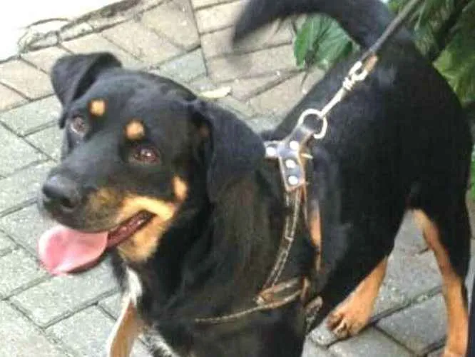 Cachorro ra a  idade 2 anos nome Lena 