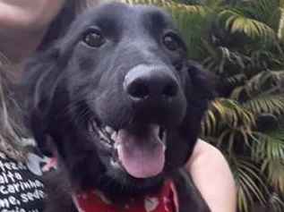 Cachorro raça SRD idade 1 ano nome Happy