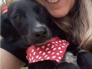 Cachorro raça SRD idade 1 ano nome Honey