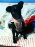 Jujuba