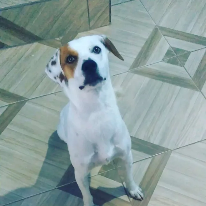 Cachorro ra a Srd idade 2 anos nome Marley