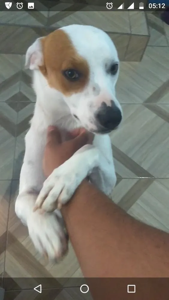 Cachorro ra a Srd idade 2 anos nome Marley