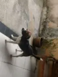 Boris