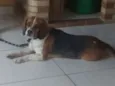 scooby