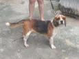 scooby