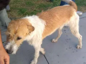 Cachorro raça Vira Lata idade 4 anos nome Douglas
