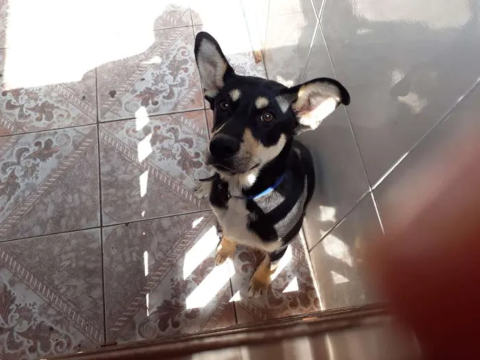 Cachorro ra a Vira lata idade 2 a 6 meses nome Theo
