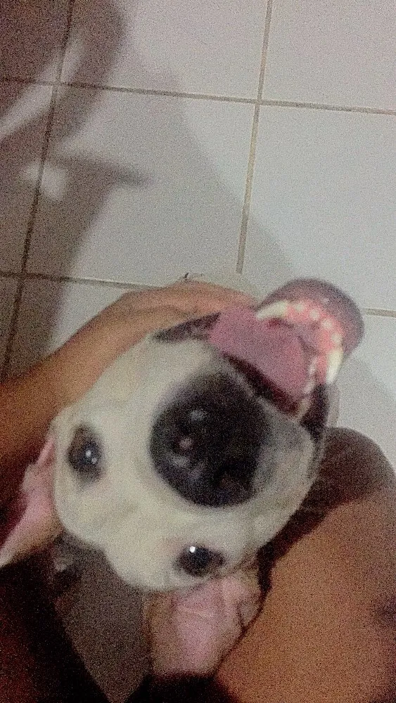 Cachorro raça SRD idade 2 anos nome Lola 