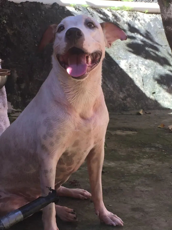 Cachorro raça SRD idade 2 anos nome Lola 